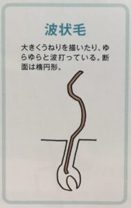 波状毛