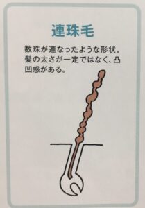 連珠毛