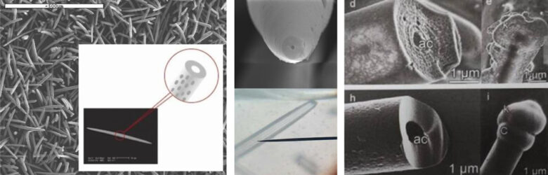 イノスピキュール