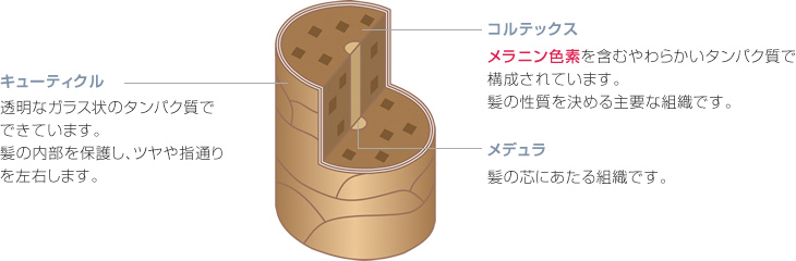 毛髪