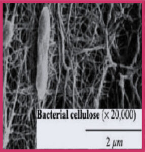 微生物セルロース